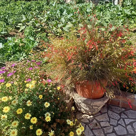 Rina - Old Town Apartament